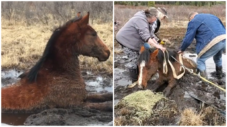 Wild Horse Trapped in a 6-foot Deep Swamp Was Rescued By Strangerss