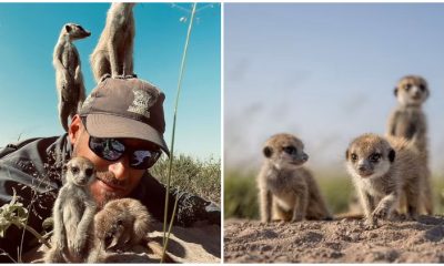 Wildlife Photographer Receives a Warm Reception from a Charming Family of Meerkats