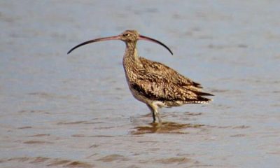 Woman Captures Unintentionally Bizarre Photo of Optical Illusion Involving an Endangered Bird