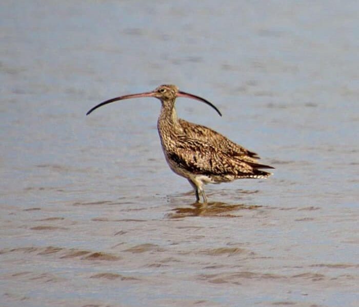 Woman Captures Unintentionally Bizarre Photo of Optical Illusion Involving an Endangered Bird