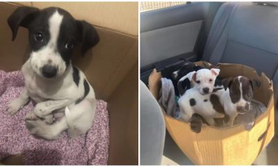 Woman Discovers a Puppy Living in a Box, Then She Realizes He Isn't Alone