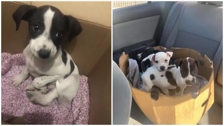 Woman Discovers a Puppy Living in a Box, Then She Realizes He Isn't Alone