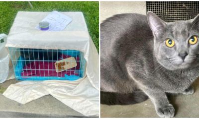 Woman Finds Abandoned Cat in Park with One Can of Food and Heartbreaking Message