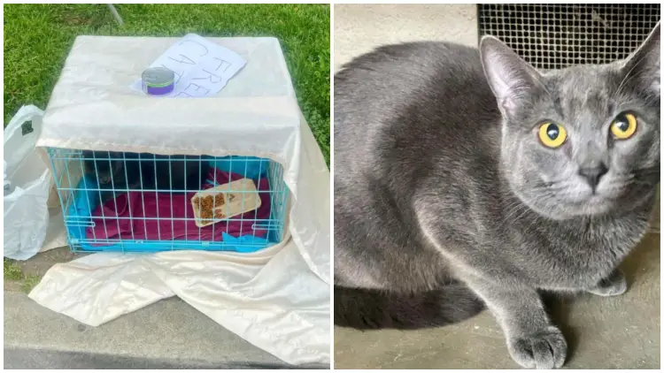 Woman Finds Abandoned Cat in Park with One Can of Food and Heartbreaking Message