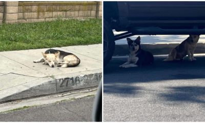 Woman Finds Puppies Hidden Beneath Car and Uncovers Their Heartwarming Surprise