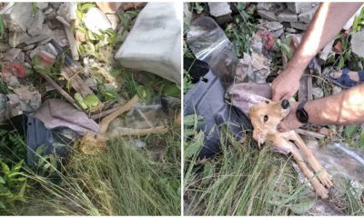 Woman Halts Abruptly Upon Noticing Brown Legs Protruding from a Pile of Trash