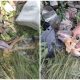 Woman Halts Abruptly Upon Noticing Brown Legs Protruding from a Pile of Trash