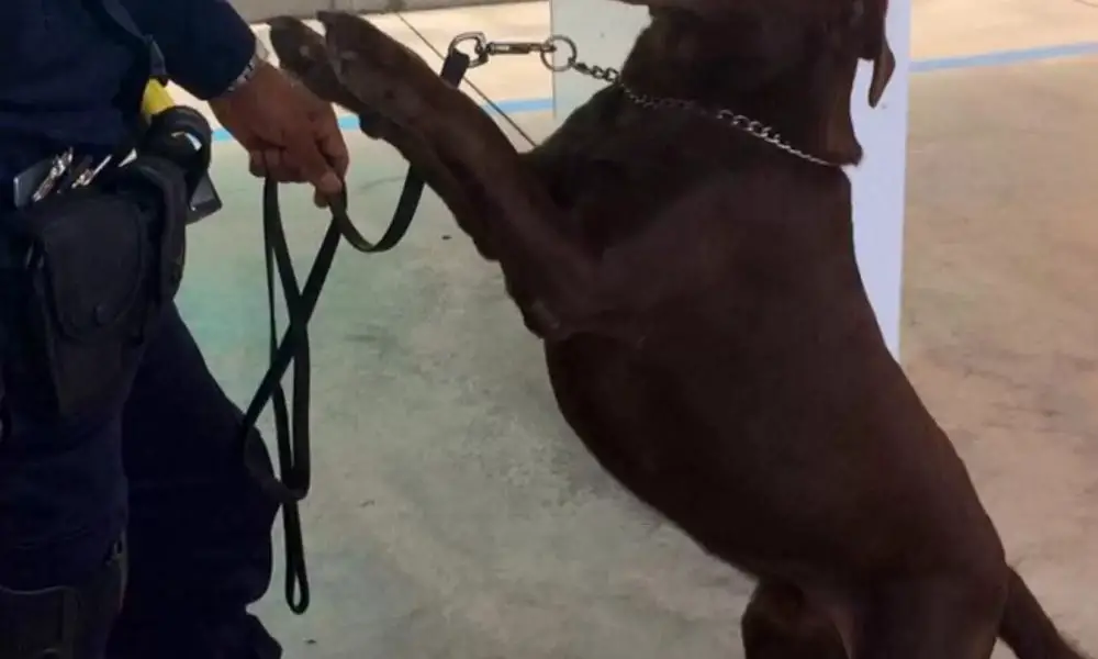 Woman's Trip Becomes Outstanding at Airport as Result of Lively Police Dog's Presence