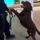 Woman's Trip Becomes Outstanding at Airport as Result of Lively Police Dog's Presence