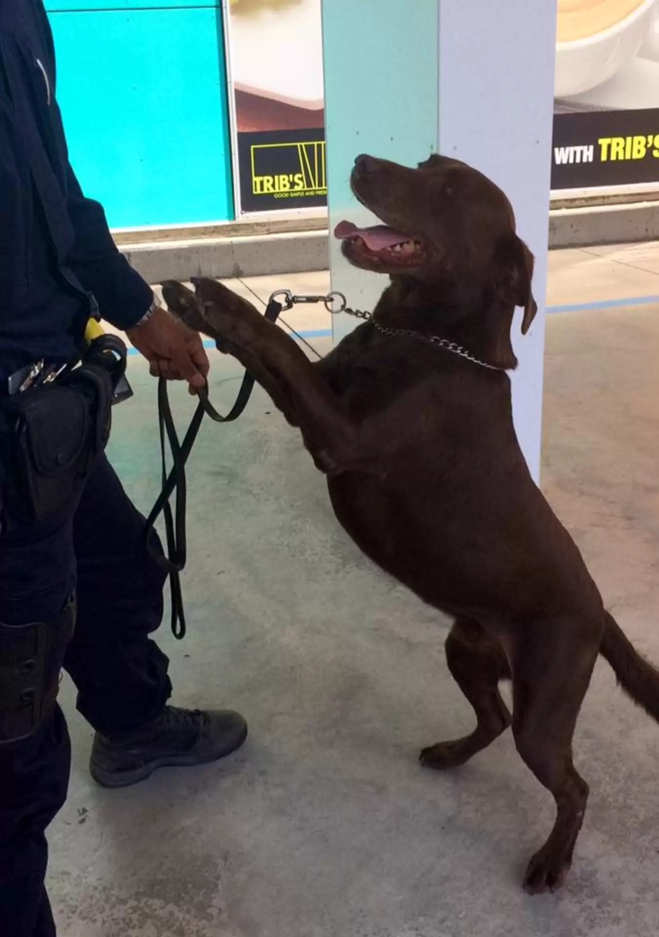 Woman's Trip Becomes Outstanding at Airport as Result of Lively Police Dog's Presence