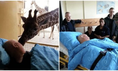 Zookeeper's Final Goodbye Kiss from Giraffe Leaves Viewers Heartbroken