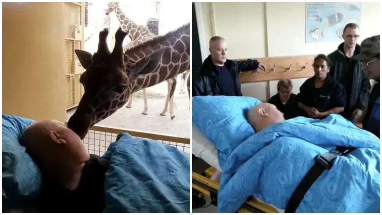 Zookeeper's Final Goodbye Kiss from Giraffe Leaves Viewers Heartbroken