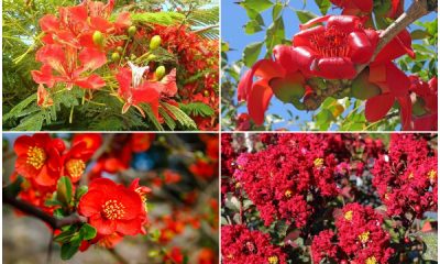 10 Beautiful Trees That Have Bold Red Flowers to Brighten up Your Yard