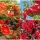 10 Beautiful Trees That Have Bold Red Flowers to Brighten up Your Yard