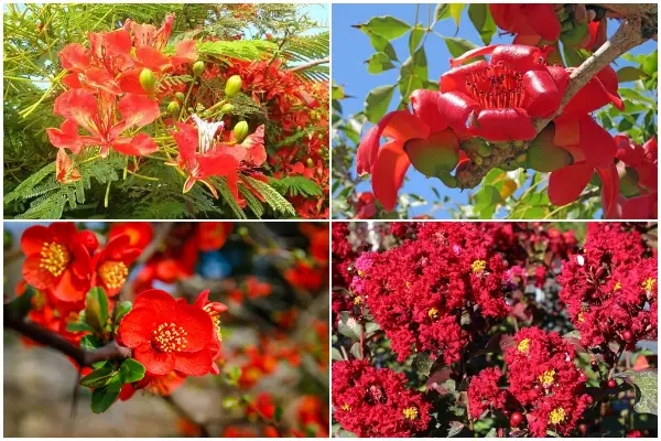 10 Beautiful Trees That Have Bold Red Flowers to Brighten up Your Yard