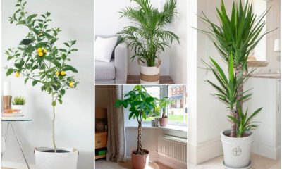 10 Best Beautiful Indoor Trees