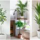 10 Best Beautiful Indoor Trees