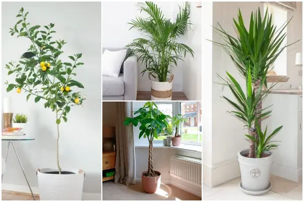 10 Best Beautiful Indoor Trees