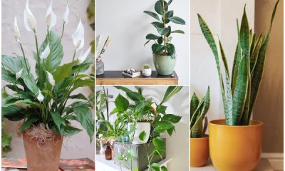 10 Best Houseplants for Improving Respiratory System