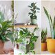 10 Best Houseplants for Improving Respiratory System