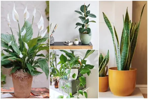 10 Best Houseplants for Improving Respiratory System