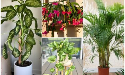 10 Best Houseplants for Releasing Oxygen