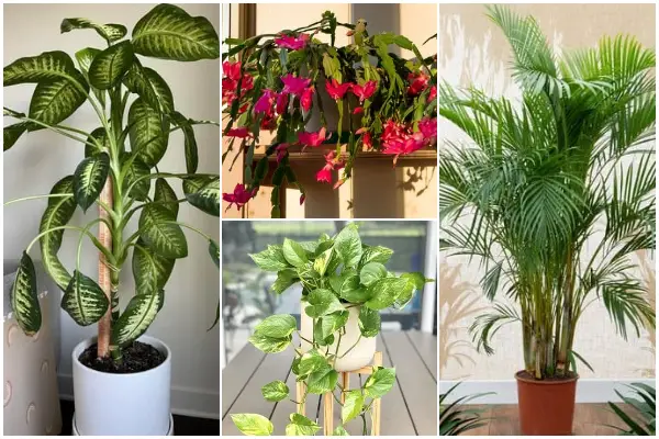 10 Best Houseplants for Releasing Oxygen