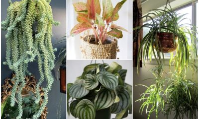 10 Best Low-light Hanging Indoor Plants for Dark Rooms