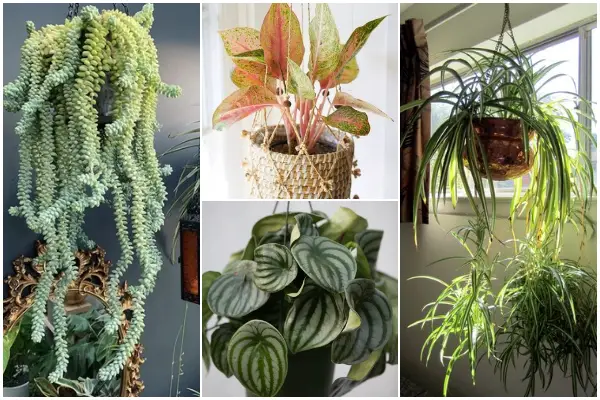 10 Best Low-light Hanging Indoor Plants for Dark Rooms