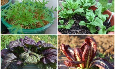 10 Easiest-to-grow Green Leafy Veggies for Container Garden