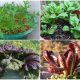 10 Easiest-to-grow Green Leafy Veggies for Container Garden