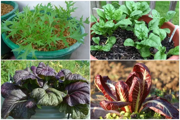 10 Easiest-to-grow Green Leafy Veggies for Container Garden