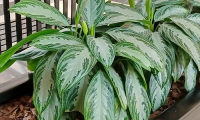 10 Easiest-to-grow Houseplants Without Requiring Much Care