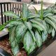 10 Easiest-to-grow Houseplants Without Requiring Much Care