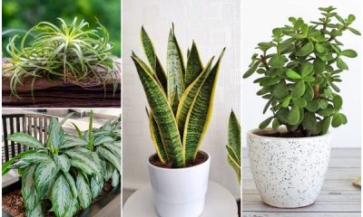 10 Easy-to-care for Houseplants for Beginners