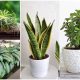 10 Easy-to-care for Houseplants for Beginners