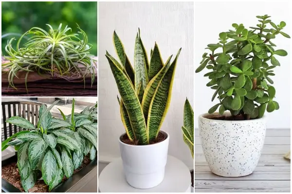 10 Easy-to-care for Houseplants for Beginners