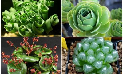 10 Exotic Houseplant Types