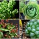 10 Exotic Houseplant Types