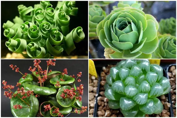 10 Exotic Houseplant Types