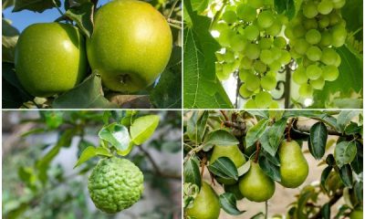 10 Green Fruits with Highly Nutritious to Grow in Your Garden