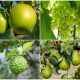 10 Green Fruits with Highly Nutritious to Grow in Your Garden