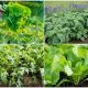 10 Green Leafy Vegetables Grow Quickly
