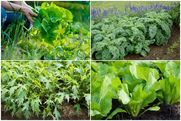 10 Green Leafy Vegetables Grow Quickly