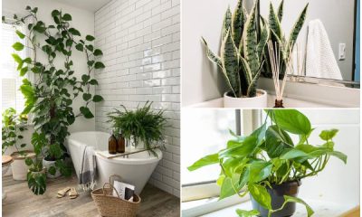 10 Green Plants for Your Bathroom