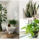 10 Green Plants for Your Bathroom