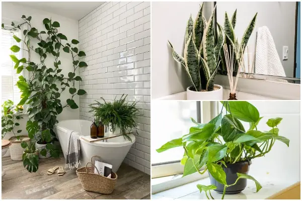 10 Green Plants for Your Bathroom