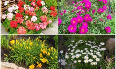 10 Hardy Flowers for Windy Gardens