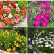 10 Hardy Flowers for Windy Gardens