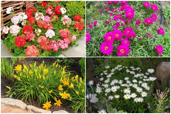 10 Hardy Flowers for Windy Gardens